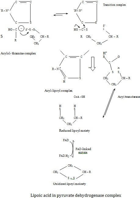 lipoic acid in pyruvate dehydrogenase complex